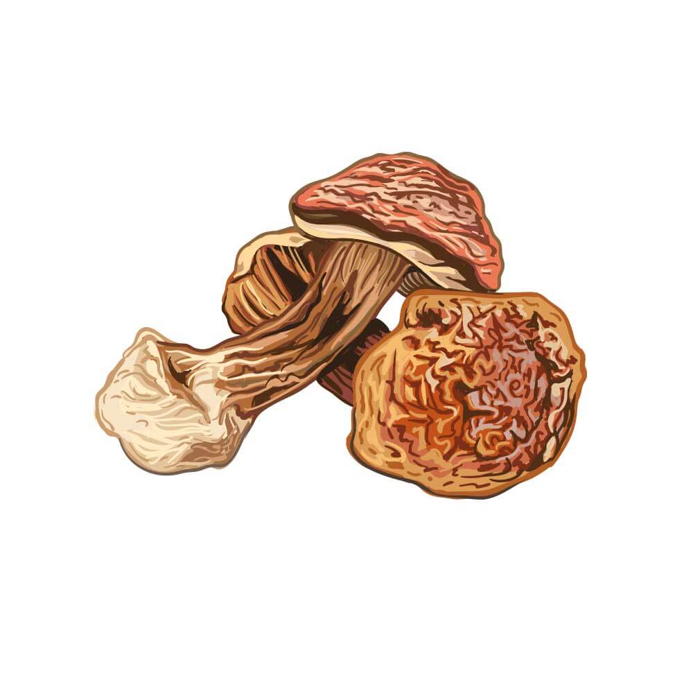 Agaricus-blazei-Mushroom-Art
