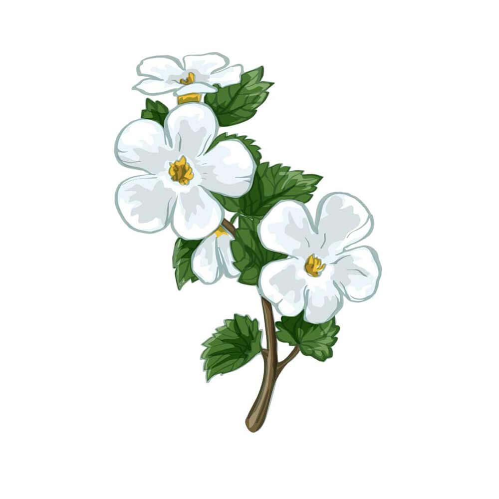Brain-Forza-Adapt-All-Bacopin-Bacopa