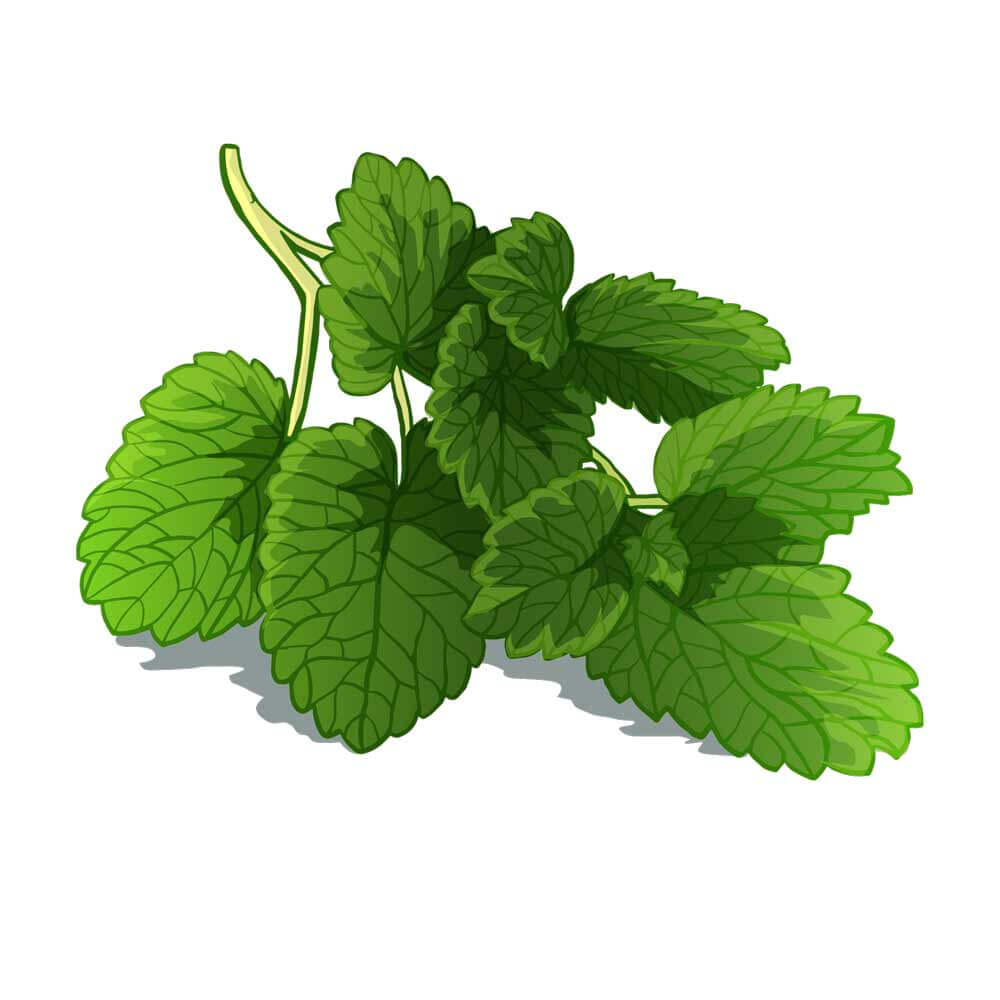 Brain-Forza-Adapt-All-Lemon-BAlm-Extract