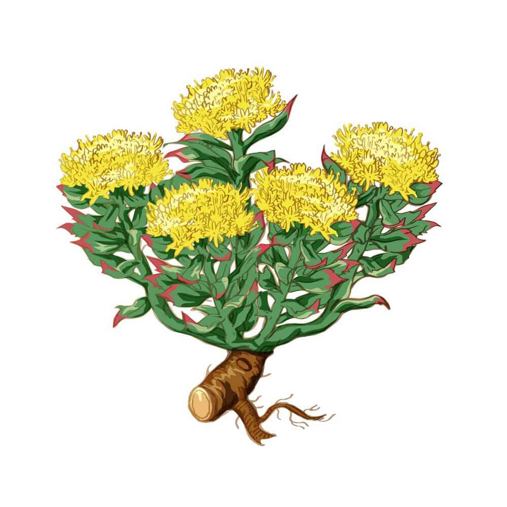 Brain-Forza-Adapt-All-Rhodiola-Rosea-RhodioLife