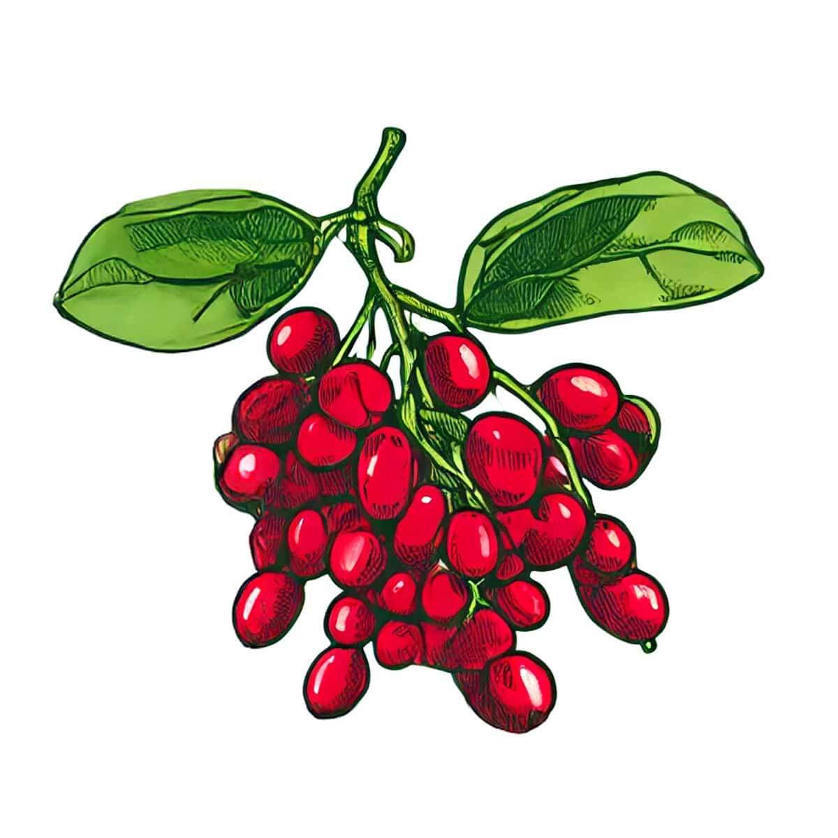 Brain-Forza-Adapt-All-Schissandra-Extract_58b626da-ae2a-4674-a138-2e7209618b3c