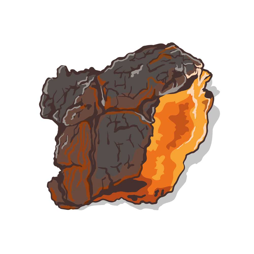 Chaga-Mushroom-Image-Brain-Forza-small