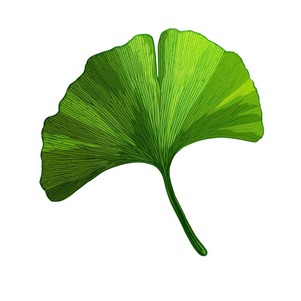 Ginkgo-Biloba