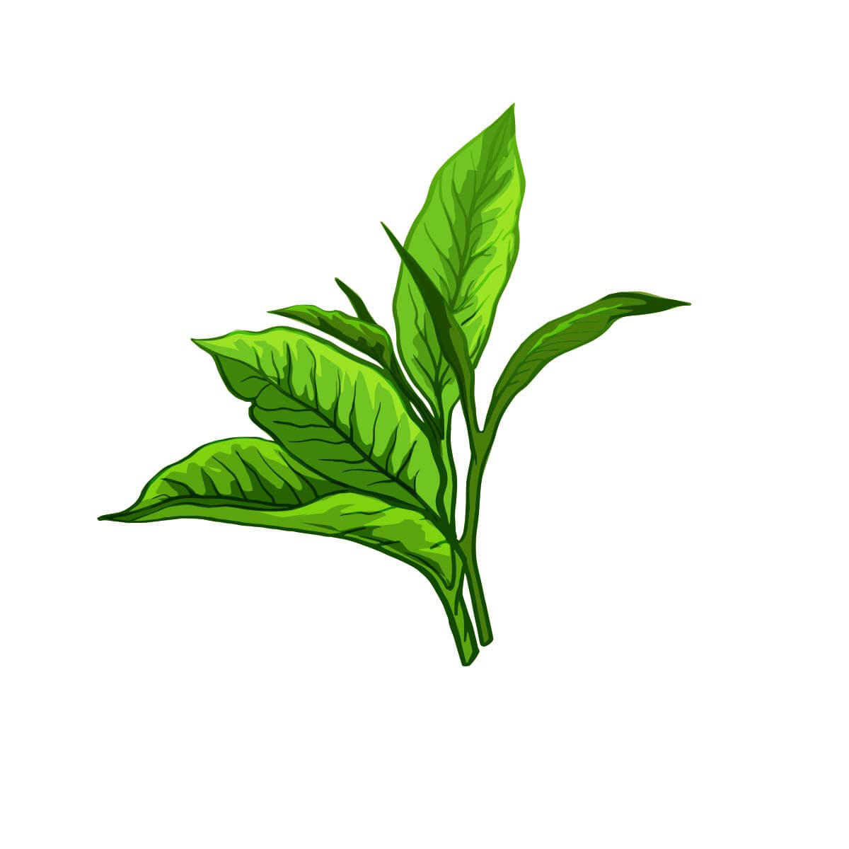 green_tea_vector_82a916e4-0f1d-4b6d-a29d-6b07c60aba3f