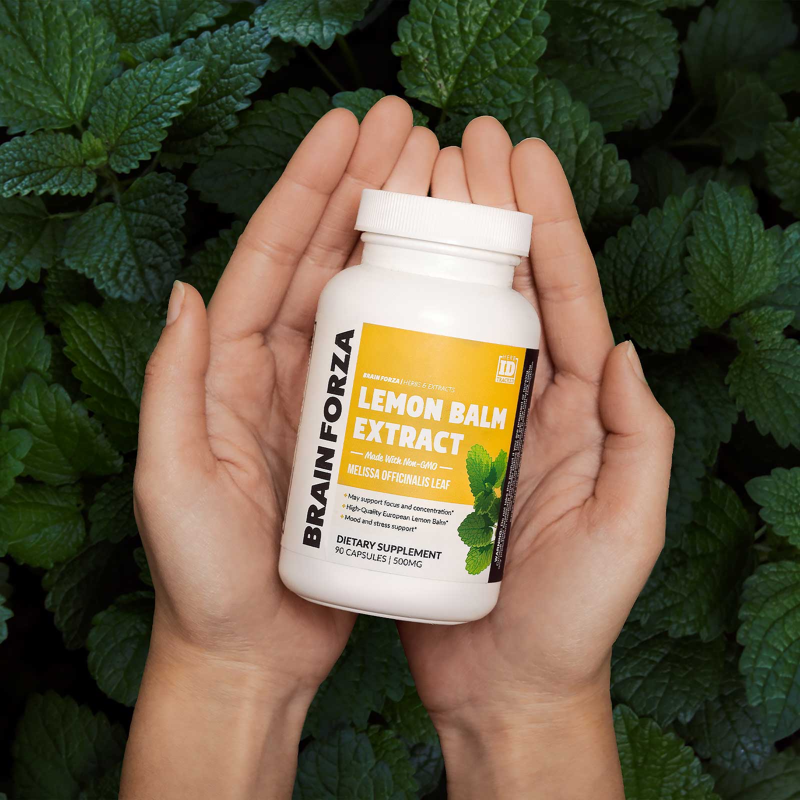 Lemon-Balm-Splash-Core-Image