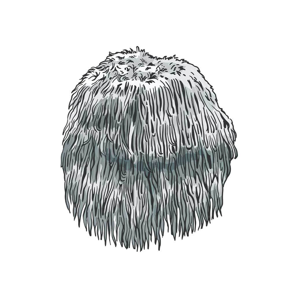 Lions-Mane-Mushroom-Image