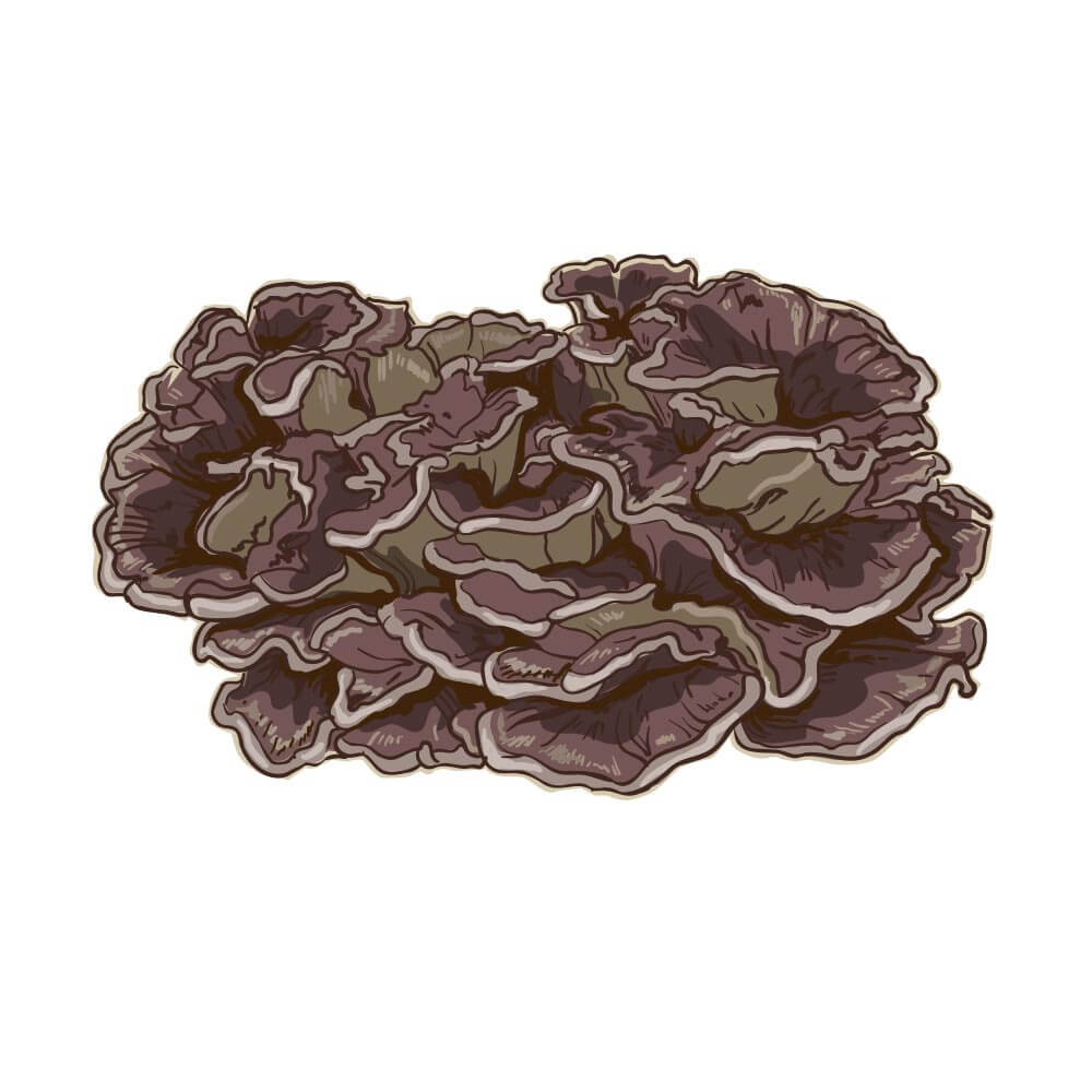 Maitake-Mushroom-Square-Mighty-7