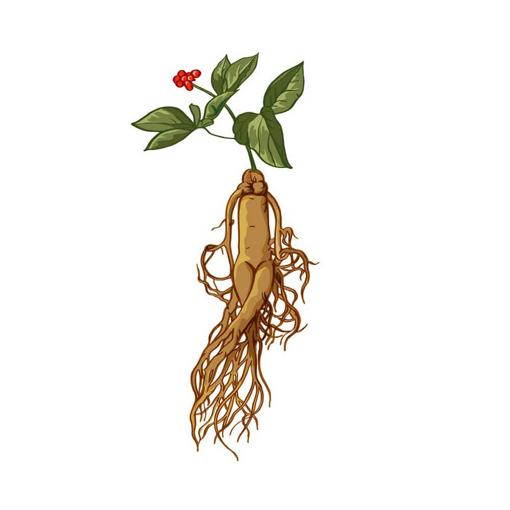 Panax-Ginseng-Root
