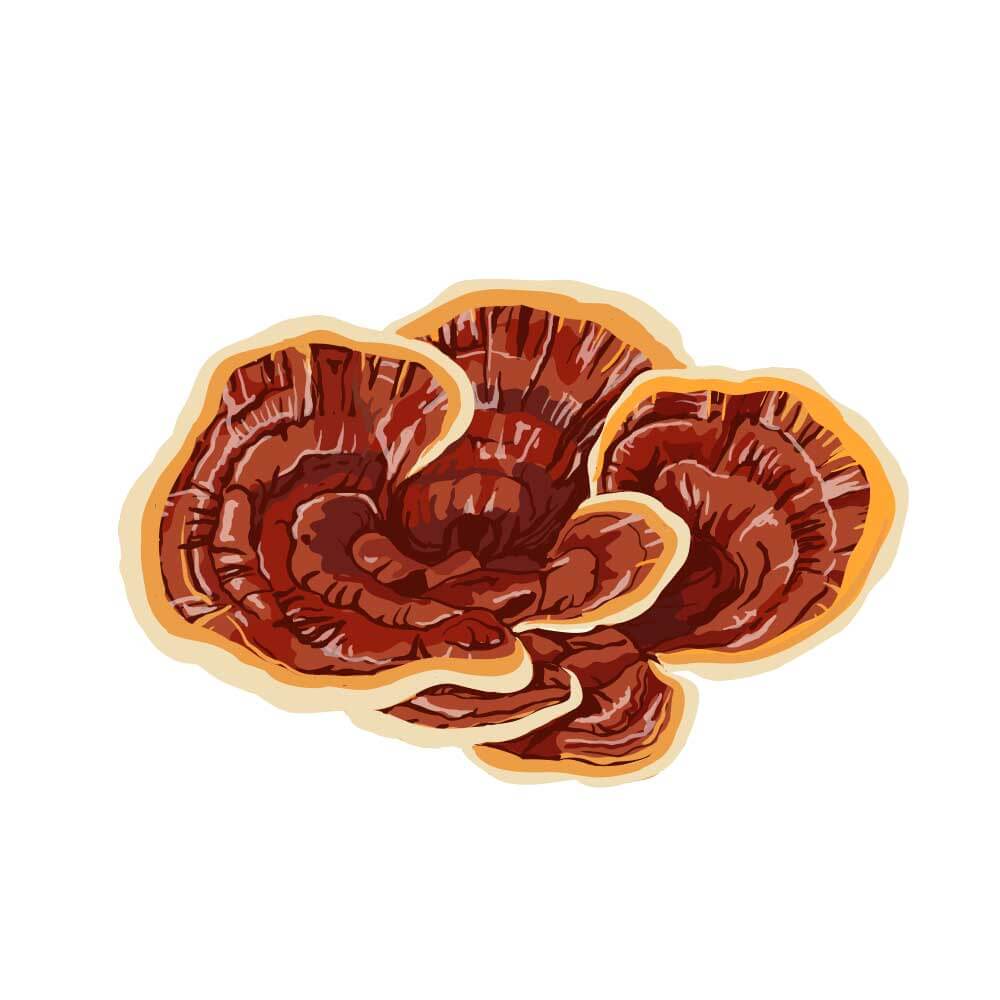 Red-Reishi-Mushroom_65044981-4360-42a4-ab16-3288cc948233