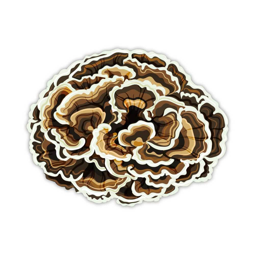 Turkey-Tail-Mushroom